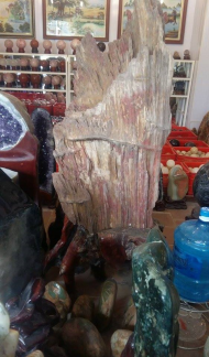 GỖ HOÁ THẠCH :  - Gỗ hoá thạch đỏ hợp với hành Hoả & Mộc.  T/d : dùng chữa các bệnh về sưng nóng, đỏ, đau (như các chứng viêm khớp có kèm sưng nóng), các bệnh thuộc tim mạch, huyết áp, giúp ổn định tinh thần. - Gỗ hoá thạch trắng hợp với hành Kim & Thuỷ. T/d: dùng chữa các bệnh thuộc đường hô hấp như viêm phế quản, viêm họng, viêm suyễn và viêm mũi dị ứng.  - Gỗ hoá thạch màu đen hợp hành Thuỷ & Mộc. T/d: dùng để để chữa các chứng bệnh thuộc Thận như suy yếu sinh dục (nam liệt dương, nữ lãnh cảm), hiếm muộn, viêm thận mãn, thường hay đau lưng nhức mỏi, giúp trừ chứng sợ hải vô cớ. - Gỗ hoá thạch màu vàng hợp hành Thổ & Kim.  T/d: dùng chữa các bệnh về Tỳ vị như rối loạn tiêu hóa, tiêu chảy thường xuyên, ăn uống không tiêu gầy yếu, chữa các chứng tê bại, giúp trừ chứng lo âu suy nghĩ vẩn vơ. GIÁ Inb....